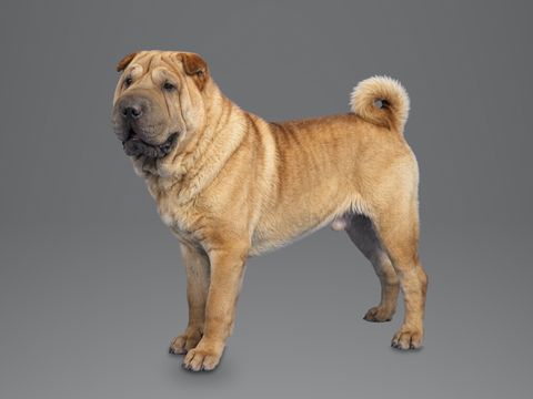 Chinese Shar Pei, fawn