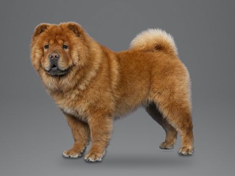 Chow Chow, red