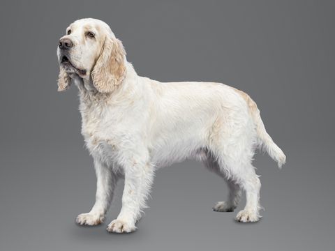 Clumber Spaniel, white and lemon