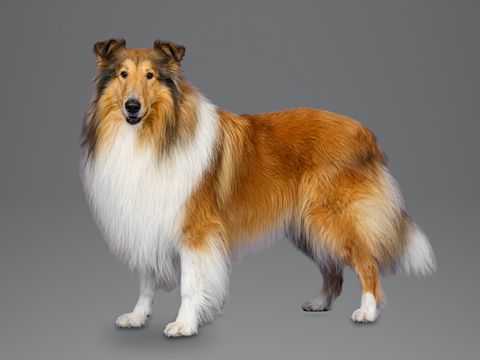 Rough Collie, sable and white