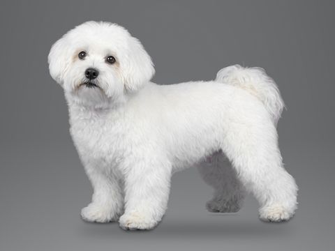 Coton de Tulear, white