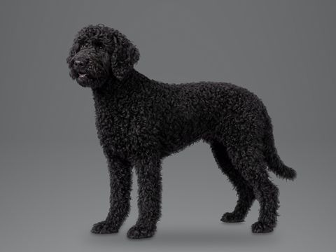Curly Coated Retriever, black