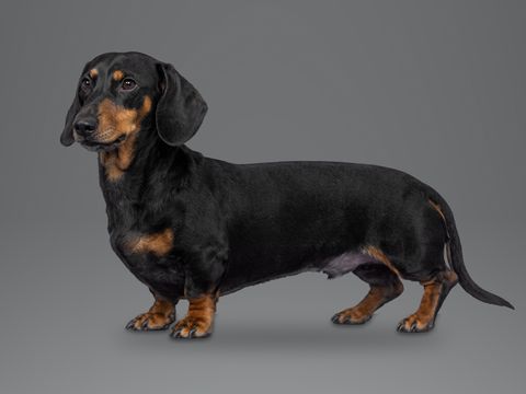 Dachshund, black and tan