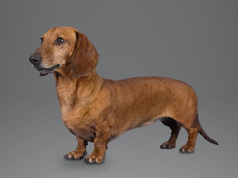 Dachshund, red