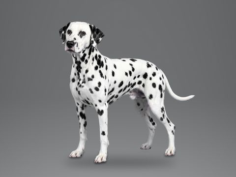 Dalmatian, black spotted