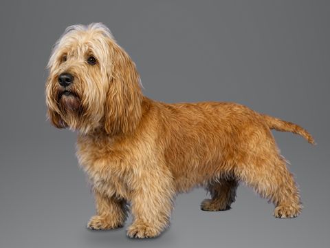 Dandie Dinmont Terrier, mustard