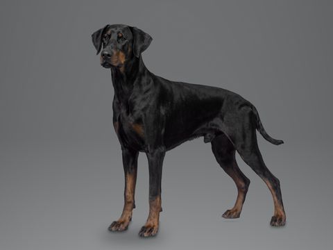 Dobermann, black and tan