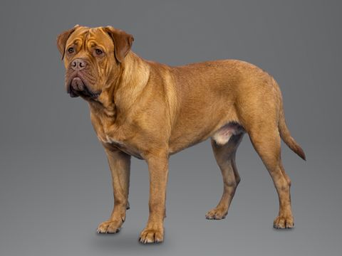 Dogue de Bordeaux, mahogany