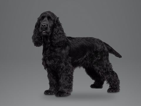 English Cocker Spaniel, black
