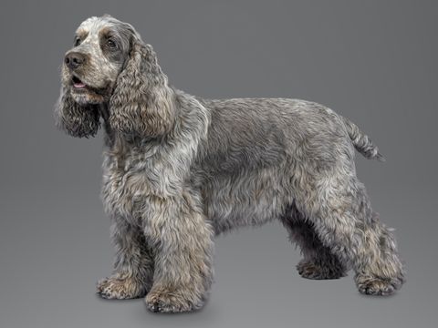 English Cocker Spaniel, blue roan