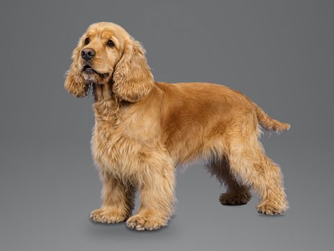 English Cocker Spaniel, golden