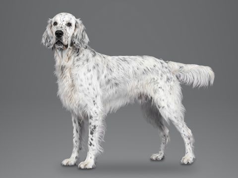 English Setter, blue belton