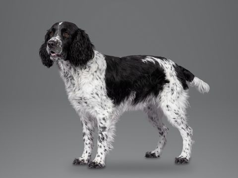 English Springer Spaniel, black and white