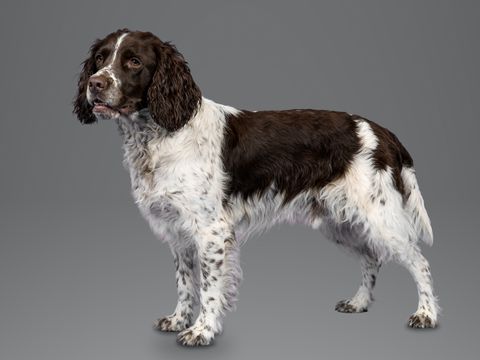 English Springer Spaniel, liver and white