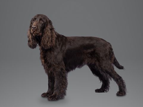 Field Spaniel, liver