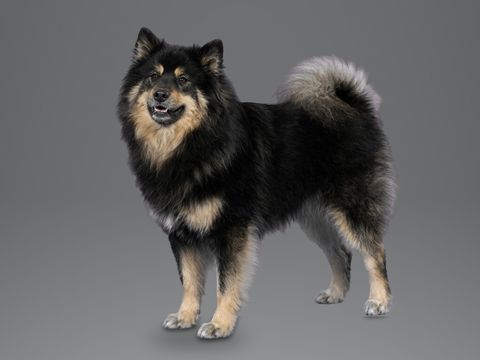 Finnish Lapphund, black and tan
