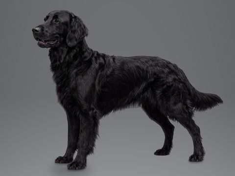 Flat Coated Retriever, black