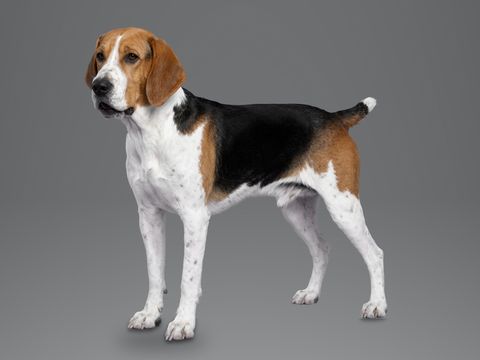 English Foxhound, tricolour