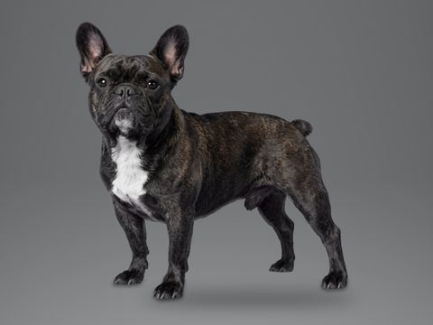 French Bulldog, brindle
