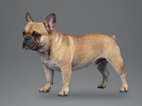 French Bulldog, fawn