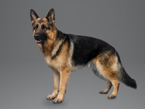 German Shepherd Dog, black and tan