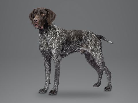 German Shorthaired Pointer, liver roan
