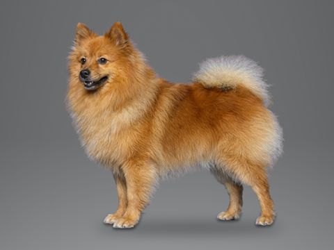 German Spitz, orange