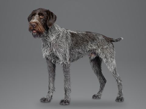 German Wirehaired Pointer, liver roan