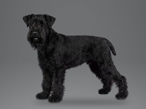 Giant Schnauzer, black