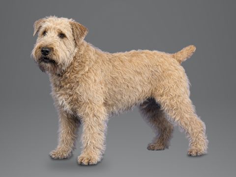 Glen of Imaal Terrier, wheaten