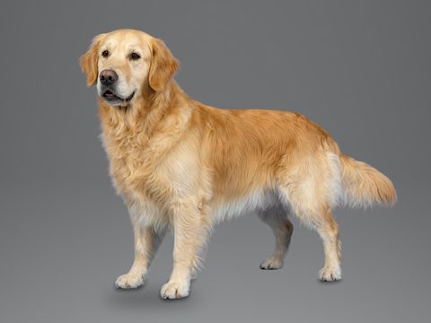 Golden Retriever, golden