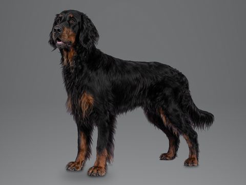Gordon Setter, black and tan