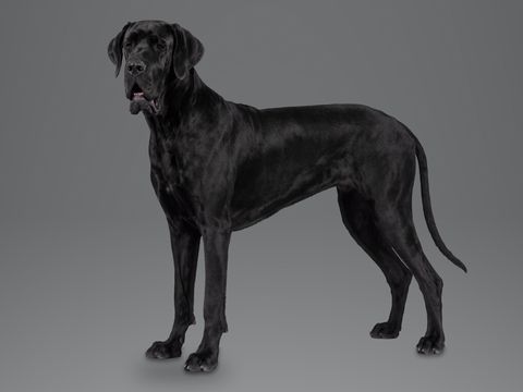 Great Dane, black