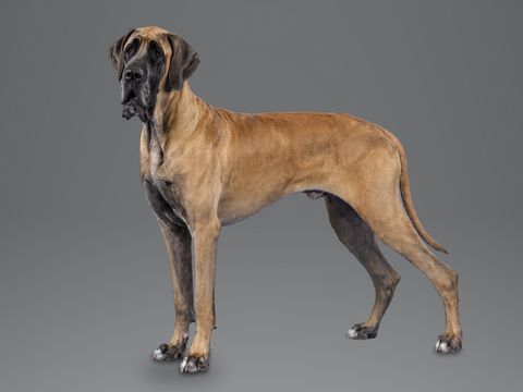 Great Dane, fawn