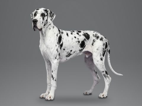Great Dane, harlequin