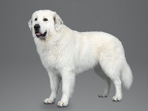 Pyrenean Mountain Dog, white