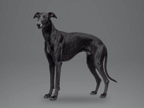 Greyhound, black