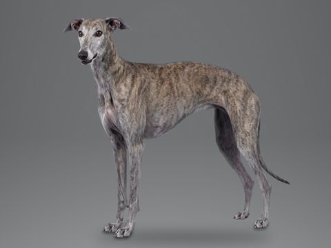 Greyhound, brindle