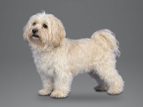 Havanese, cream