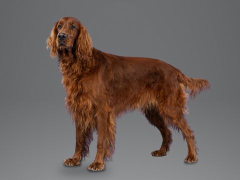 Irish Setter, red