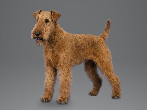 Irish Terrier, red