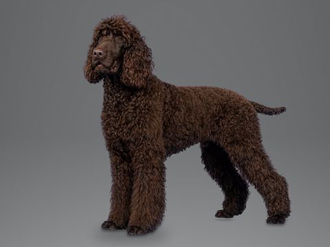 Irish Water Spaniel, liver