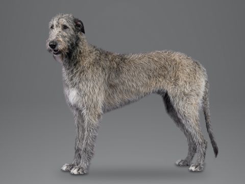 Irish Wolfhound, grey