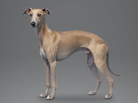 Italian Greyhound, fawn