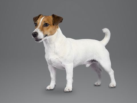Jack Russell Terrier, white and tan
