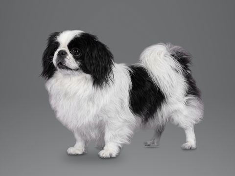 Japanese Chin, black and white