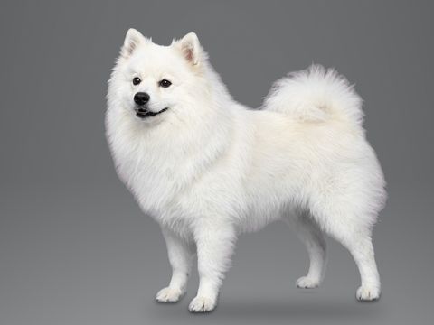 Japanese Spitz, white