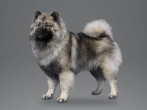 Keeshond, wolf grey