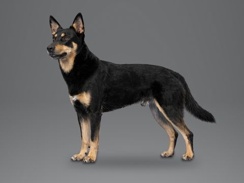 Australian Kelpie, black and tan