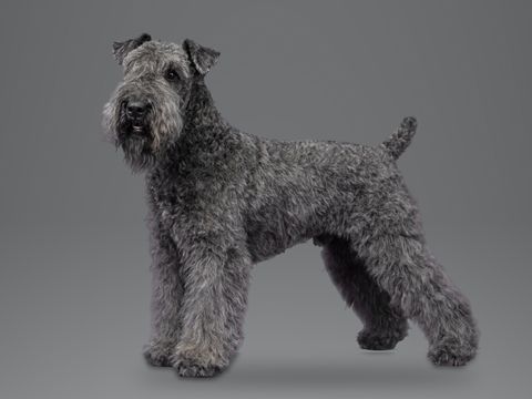 Kerry Blue Terrier, blue